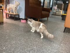-小呆的宠物店·宠物售卖·宠物寄养(城西店)