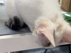 -宠物星动物医院·眼科·异宠·猫科(江南大道总院)