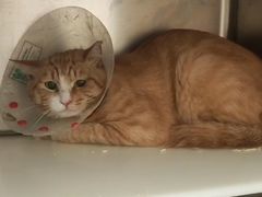 -萌兽医馆·犬猫专科·眼科中心·宠物医院(朝阳门分院)