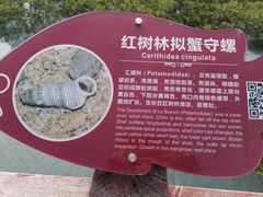 -北海金海湾红树林生态旅游区