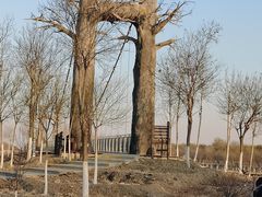 -西青郊野公园