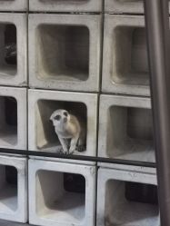 -脱白计划纹身集团