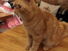 -more than meow吴止猫主题餐厅(承德 中船汇店)