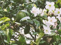-云里小坐·小院里·团建·宴请·下午茶(三圣乡店)