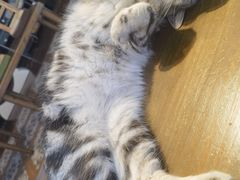 -猫猫幼稚园·撸猫·桌游·电玩