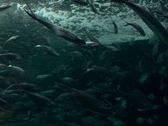 -上海海洋水族馆