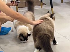 -安格丽娜·狗咖·猫咖羊驼咖(春熙路百盛商场店)