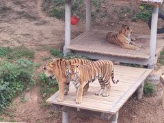 -石家庄市动物园