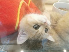 -momokira米努特·德文卷毛猫·棉花面纱犬