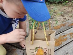 -古北烤梨