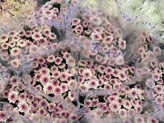 -循礼门鲜花花市(武汉循礼门店)