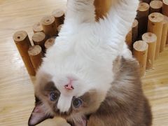 -猫にゃん · 猫的隐藏屋猫咖(麦地旗舰店)