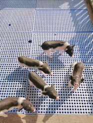 -萌宠亲子动物乐园(槐房万达店)