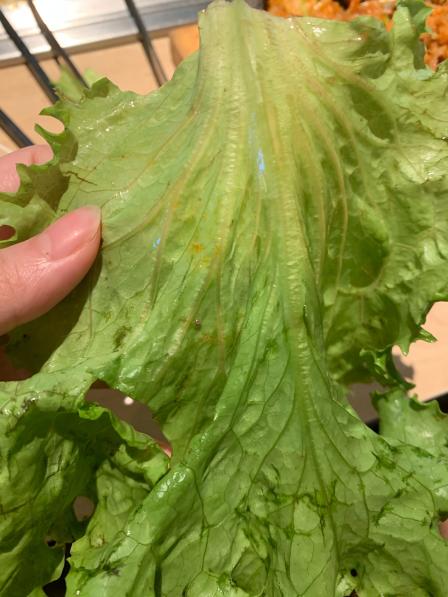 新石器烤肉(南通cbd大有境店)-"生菜上面有虫卵,而且很多!