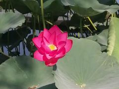 -丰台花园