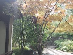 -苏州上方山国家森林公园