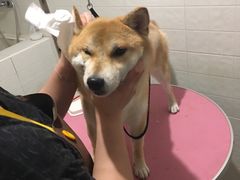 -Double Rui宠物酒店