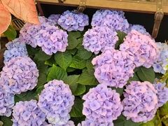 -上海鲜花港