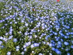 -径山花海