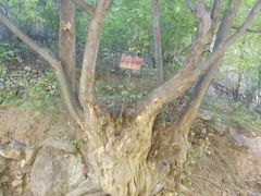 -孤山寨风景区
