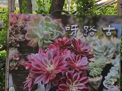-呀路古热带植物园