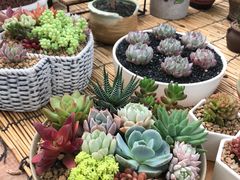 -秦美花卉(天朗·莱茵小城2期店)