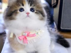 -欣宠猫屋·矮脚拿破仑·蓝金金渐层