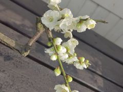 -香雪海