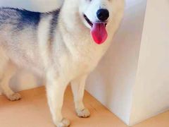 -Husky Go! 哈士奇体验馆·宠物咖啡厅狗咖