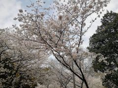 -武汉大学-樱园