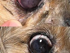 -芭比堂动物医院·犬猫全科·异宠专科(雁塔分院)