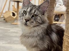 -楼上猫咖(罗湖店)