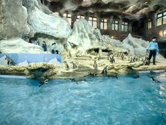 -帝企鹅自助餐厅•儿童岛•真企鹅(长隆企鹅酒店)