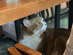 -咖法森林·咖啡  酒吧(天河店)