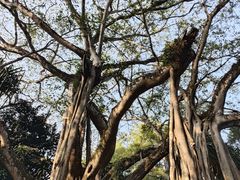 -瑞丽独树成林风景区