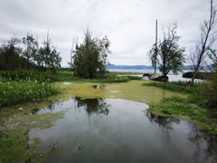 -洱海月湿地公园