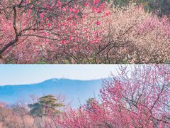 -梅花山(明孝陵内)