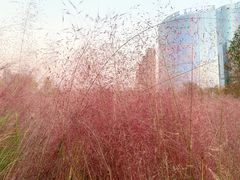 -艾溪湖湿地公园