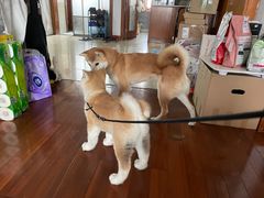 -宠颐生斯嘉宠物医院·急重症·心内科(谷阳北路分院)