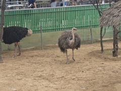 -西霞口神雕山野生动物世界