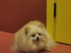-和它·交个朋友·狗咖猫咖(爱琴海店)