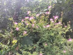 -深圳仙湖植物园
