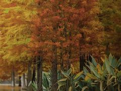 -白鹭湾湿地公园