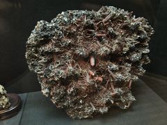 -烟台自然博物馆