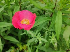 -鲁山国家森林公园