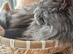 -平行世界·猫咖(首经贸店)