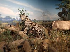 -陕西自然博物馆