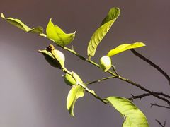 -Oasis coffee燕谷咖啡(公信店)