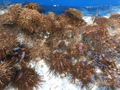 -神农美特好生鲜超市(康宁街店)