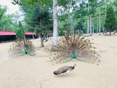 -秦皇岛野生动物园